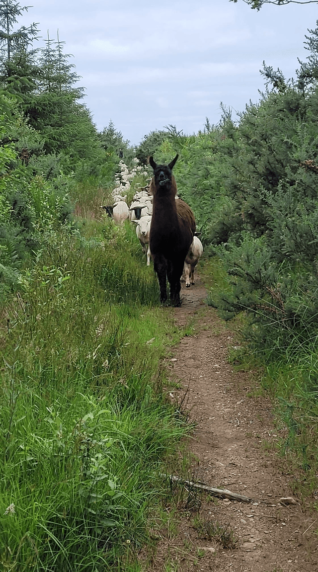 lama (Pelote de 50g)